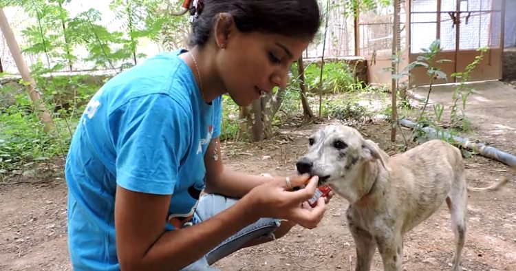 perrita-rescatada-animal-aid-amarrada-cuello14