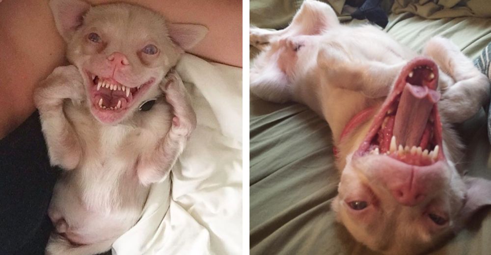 Tucker, el adorable perrito que no tiene idea de que luce como un «tierno murciélago» Tucker, el adorable perrito que no tiene idea de que luce como un «tierno murciélago»