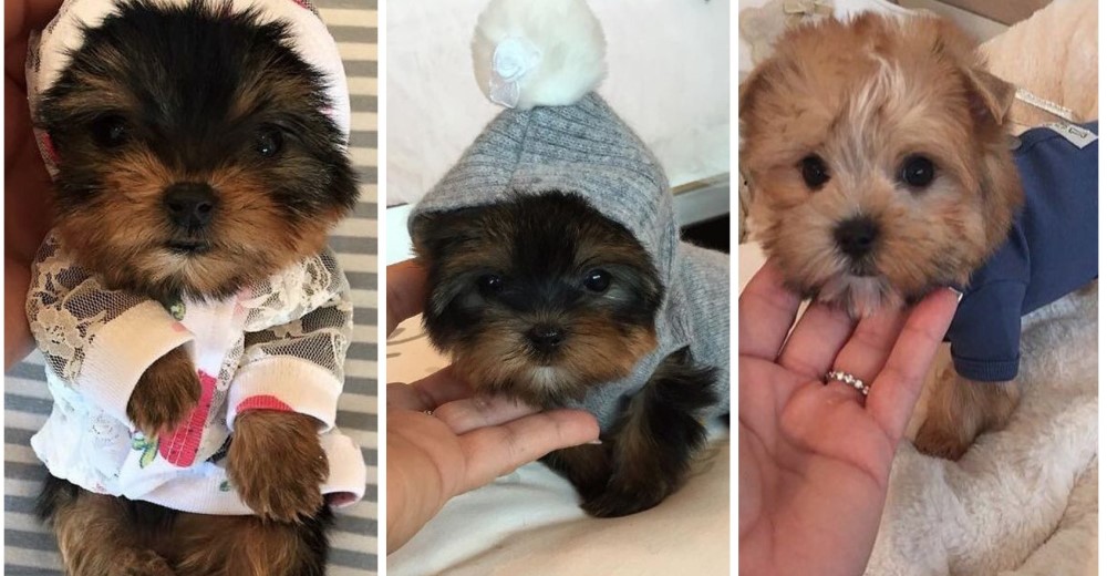 Si de verdad amas a los animales, jamás debes comprar un perro «mini toy» Si de verdad amas a los animales, jamás debes comprar un perro «mini toy»