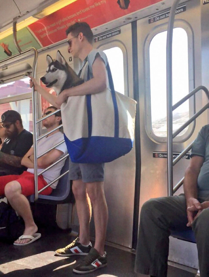 perros-metro-1