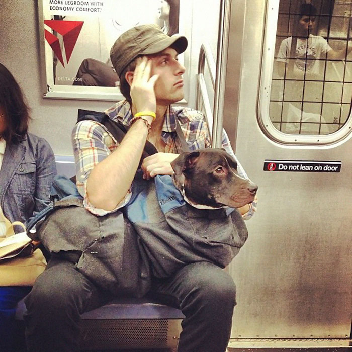 perros-metro-3