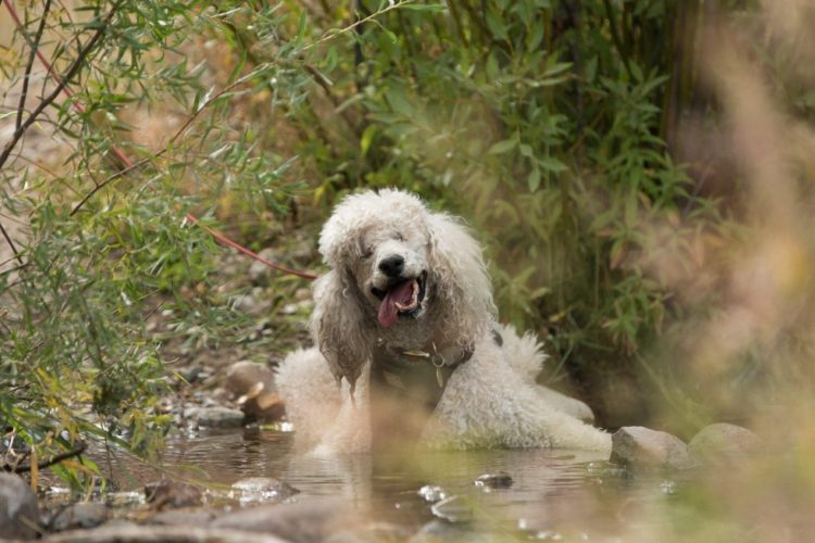 poodle-ciega-sorda7