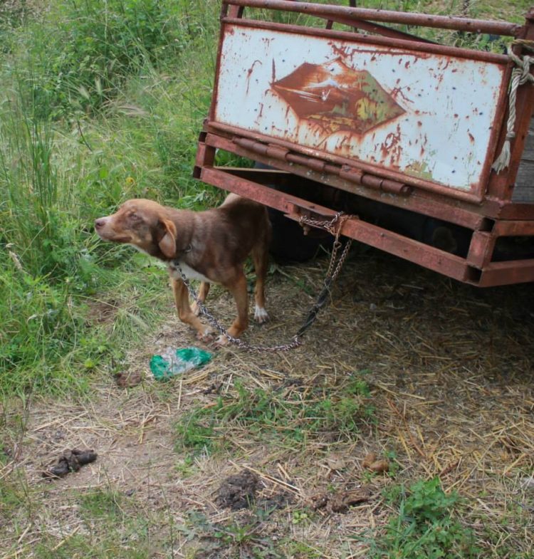 duke-perro-encadenado-a-remolque-en-bulgaria-rescatado-1