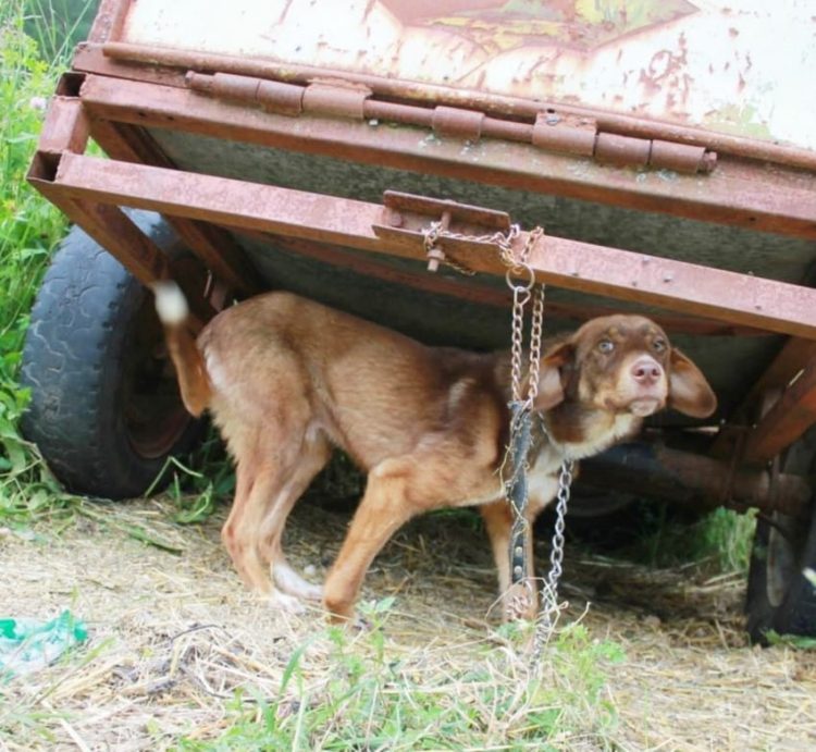 duke-perro-encadenado-a-remolque-en-bulgaria-rescatado-3