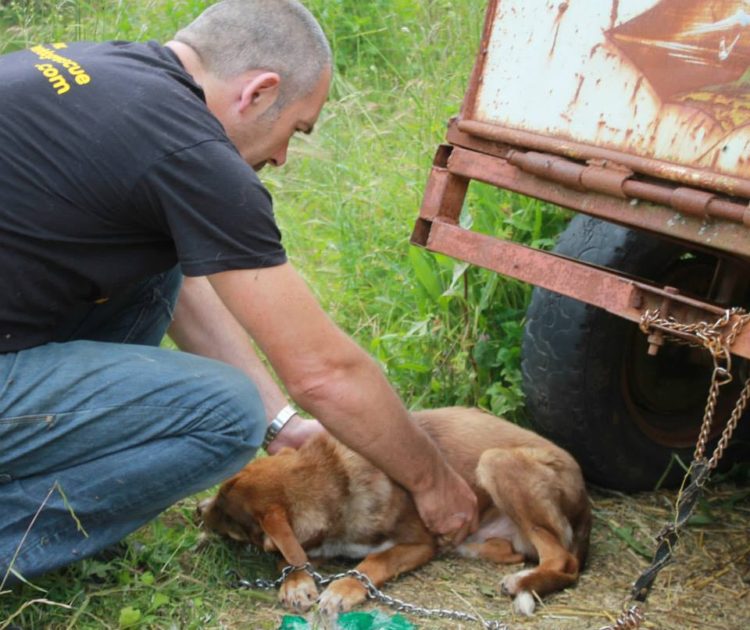 duke-perro-encadenado-a-remolque-en-bulgaria-rescatado-6