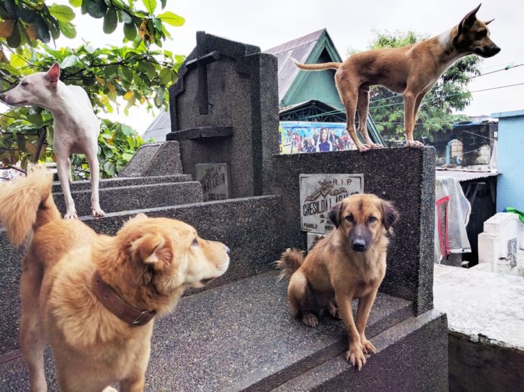 la-mujer-encuentra-el-cementerio-por-completo-de-perros-hambrientos-1