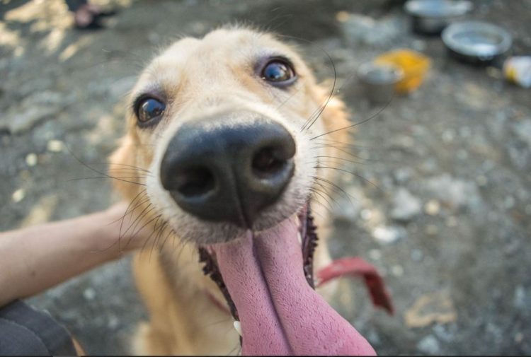 la-mujer-encuentra-el-cementerio-por-completo-de-perros-hambrientos-15