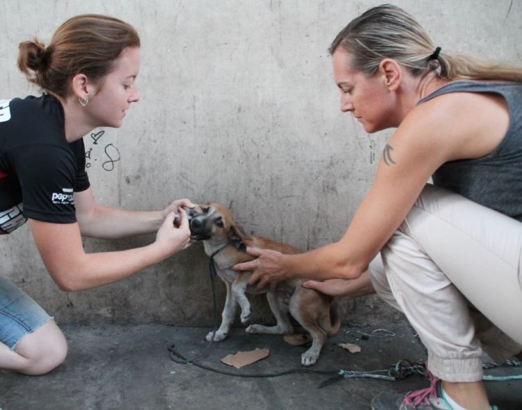 la-mujer-encuentra-el-cementerio-por-completo-de-perros-hambrientos-16