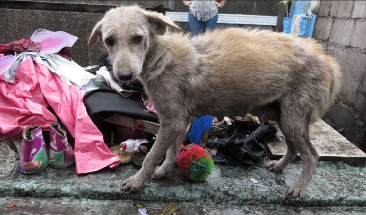 la-mujer-encuentra-el-cementerio-por-completo-de-perros-hambrientos-2