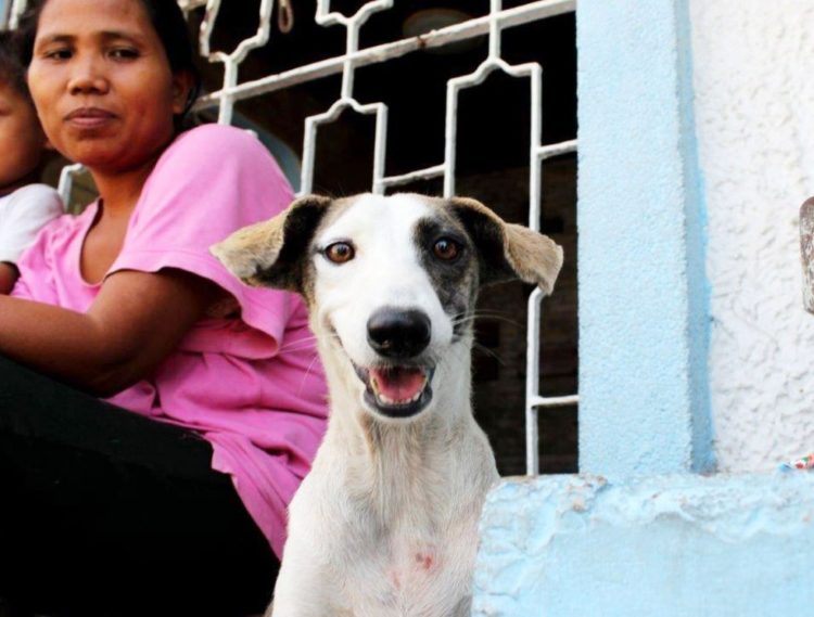 la-mujer-encuentra-el-cementerio-por-completo-de-perros-hambrientos-21