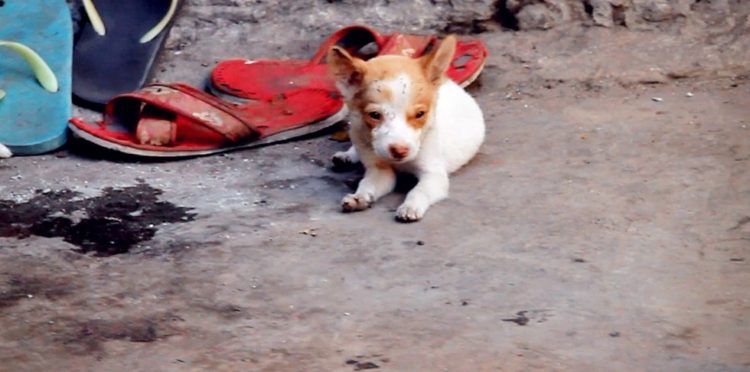 la-mujer-encuentra-el-cementerio-por-completo-de-perros-hambrientos-4