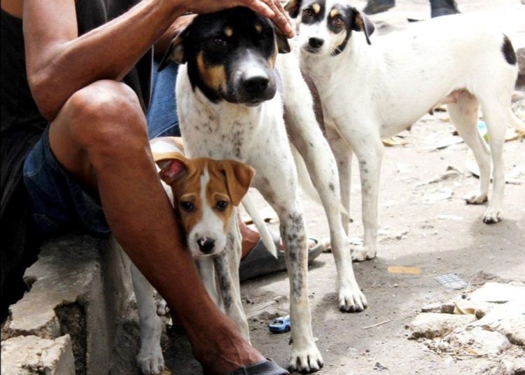 la-mujer-encuentra-el-cementerio-por-completo-de-perros-hambrientos-9