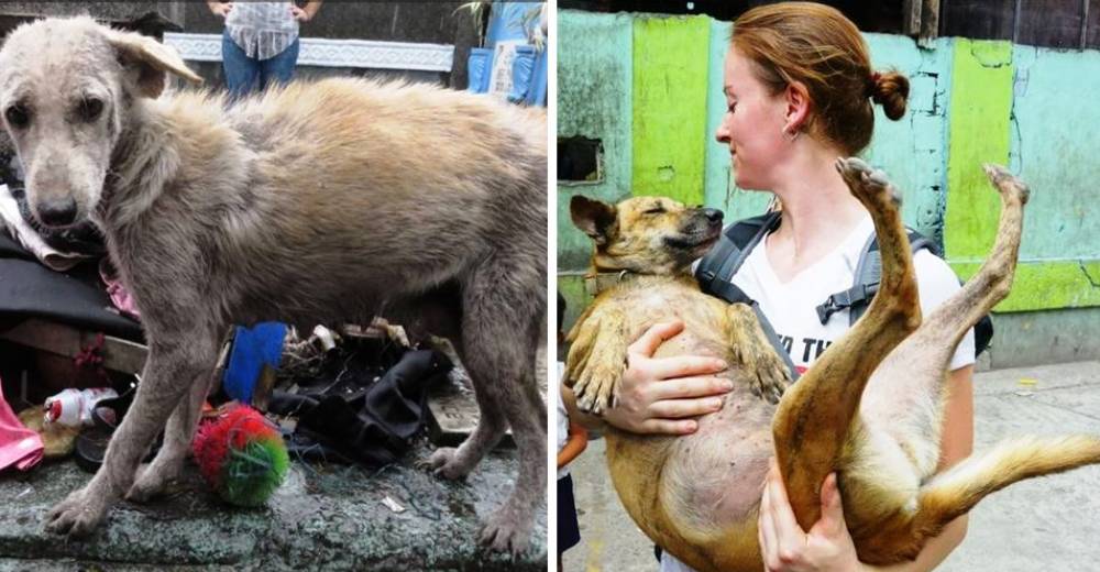Una mujer dedica su vida a cuidar perritos hambrientos y enfermitos que viven en un cementerio