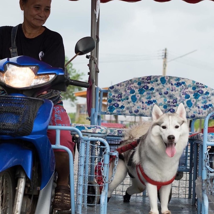 maya-siberiano-sin-patas-01