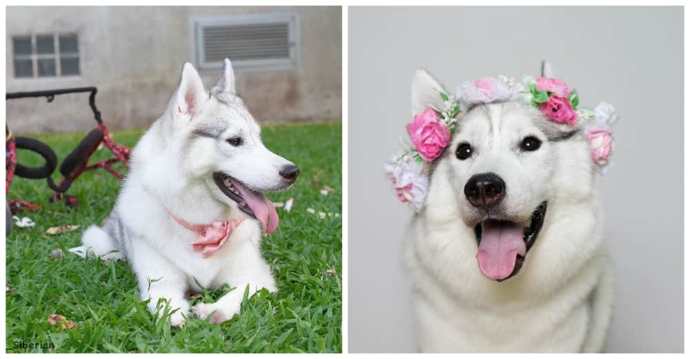 Nació con deformidades pero tuvo la oportunidad de su vida gracias a las redes Nació con deformidades pero tuvo la oportunidad de su vida gracias a las redes