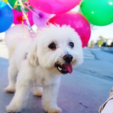 perro-que-perdio-a-su-dientes-de-comer-rocas-12