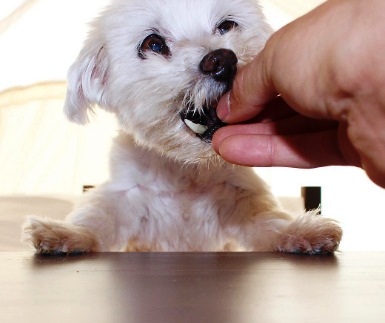 perro-que-perdio-a-su-dientes-de-comer-rocas-16