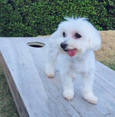 perro-que-perdio-a-su-dientes-de-comer-rocas-17