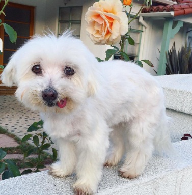 perro-que-perdio-a-su-dientes-de-comer-rocas-18