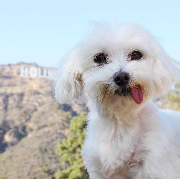 perro-que-perdio-a-su-dientes-de-comer-rocas-5