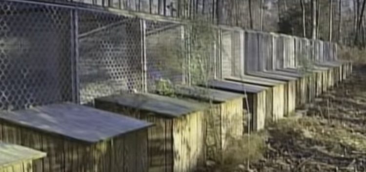 pitbull-rescatado-de-las-peleas-de-perros-11