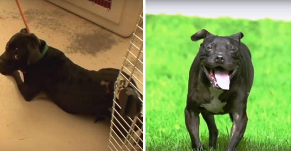 Cherry, un perro que fue sometido a pelear durante años…Y ahora solamente conoce el amor