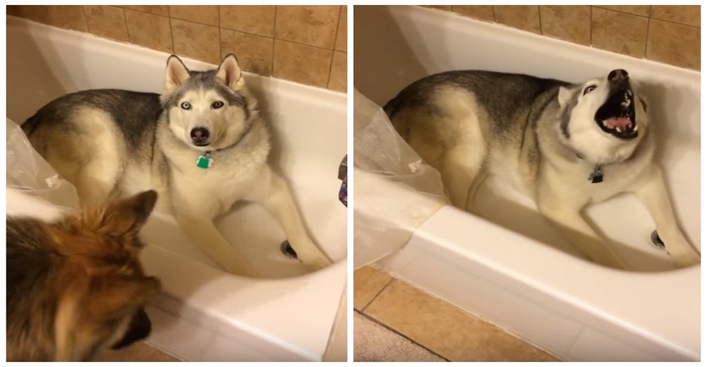 Para este husky rendirse no es opcional, quiere jugar en la bañera y así se lo exige a su dueña