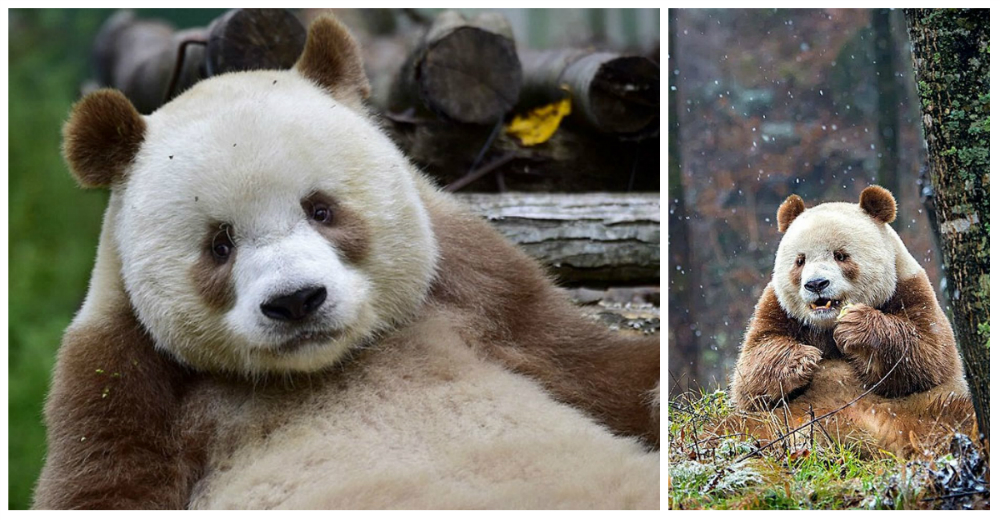 El único panda marrón fue abandonado de pequeño y tras buscar una compañera, ya es padre El único panda marrón fue abandonado de pequeño y tras buscar una compañera, ya es padre