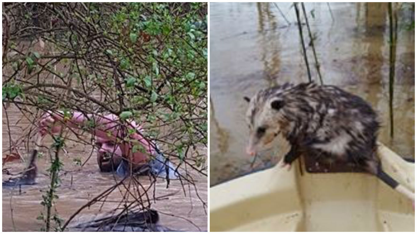 Héroe se sumerge en una inundación para llenar un bote de animales rescatados