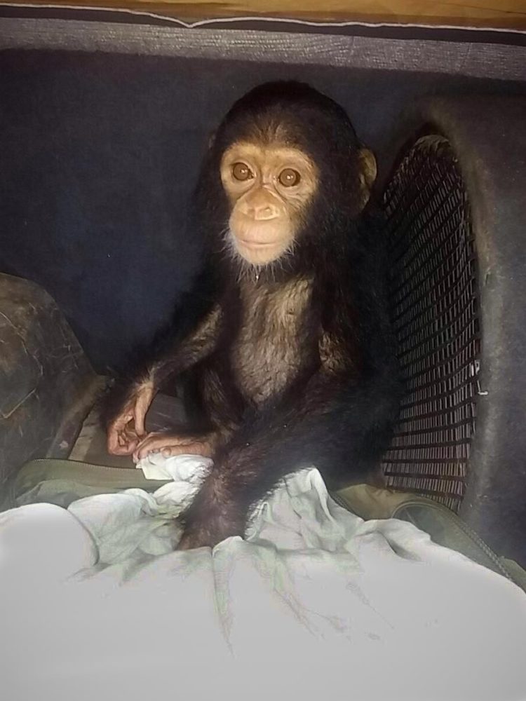 chimpance-jenny-1