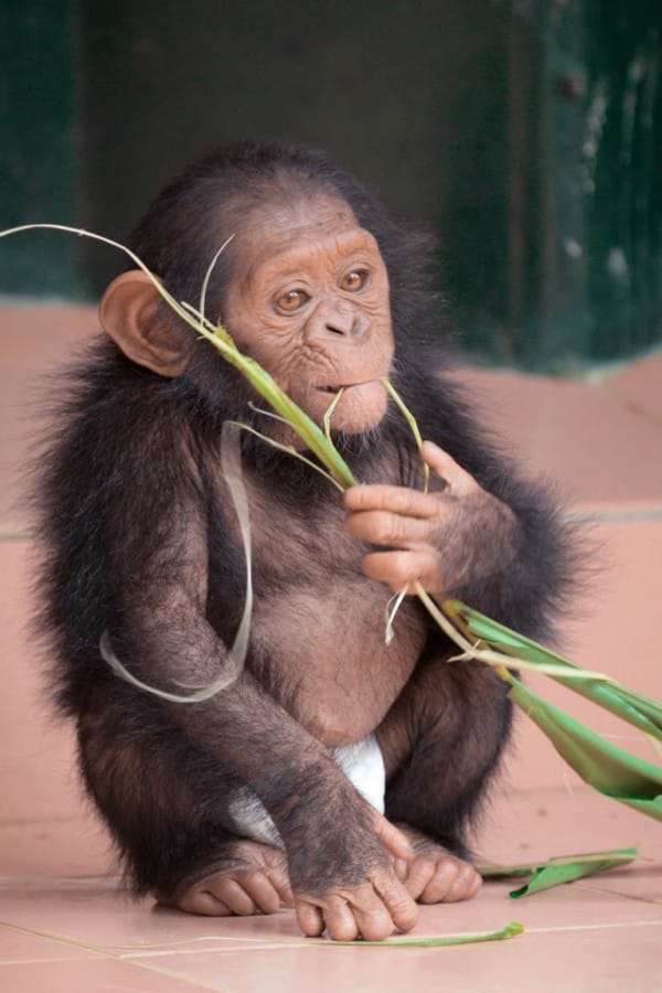 chimpance-jenny-5