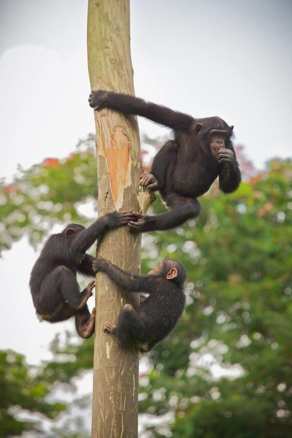 chimpance-jenny-6