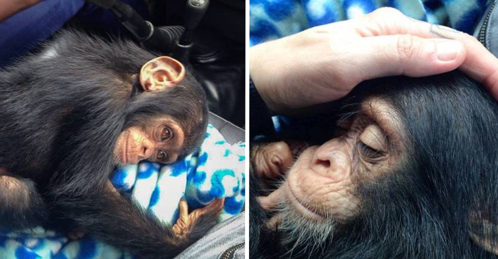 El conmovedor momento en el que este chimpancé se dio cuenta de que finalmente era libre El conmovedor momento en el que este chimpancé se dio cuenta de que finalmente era libre