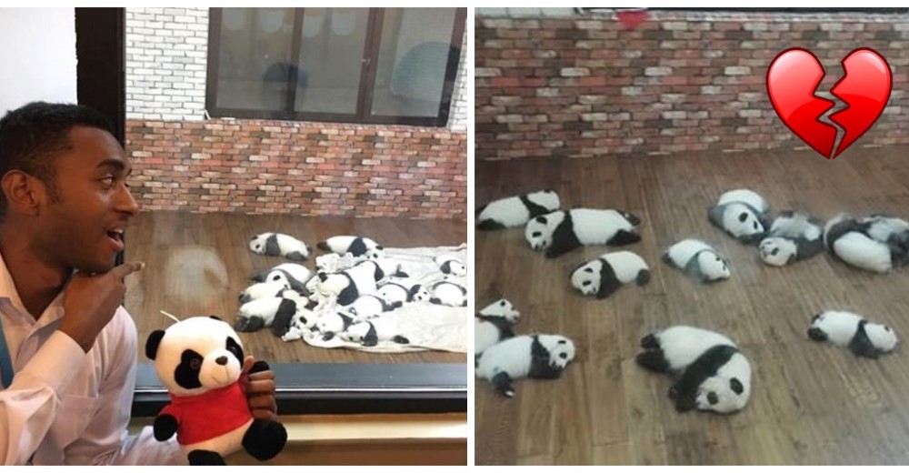 Los pandas bebés alegran a cualquiera…pero detrás de tanta ternura hay una terrible historia Los pandas bebés alegran a cualquiera…pero detrás de tanta ternura hay una terrible historia
