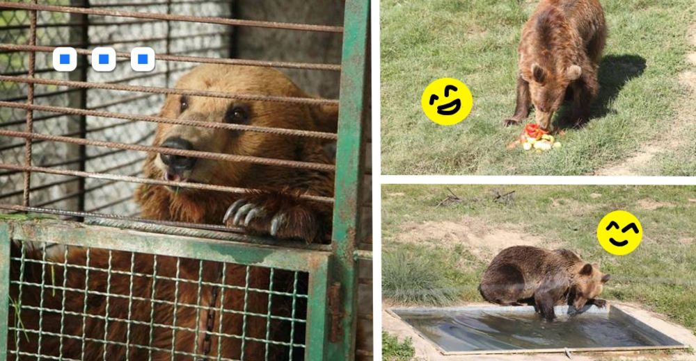 Los osos más tristes de Europa por fin han sido rescatados de su gran tormento Los osos más tristes de Europa por fin han sido rescatados de su gran tormento