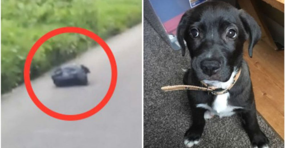 Se detiene al ver una bolsa que se movía y resulta haber un perro en su interior