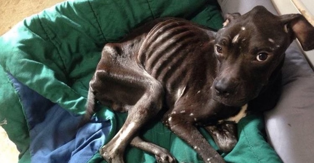Una perrita moribunda salva su vida al romper el cristal de la caravana donde estaba encerrada Una perrita moribunda salva su vida al romper el cristal de la caravana donde estaba encerrada