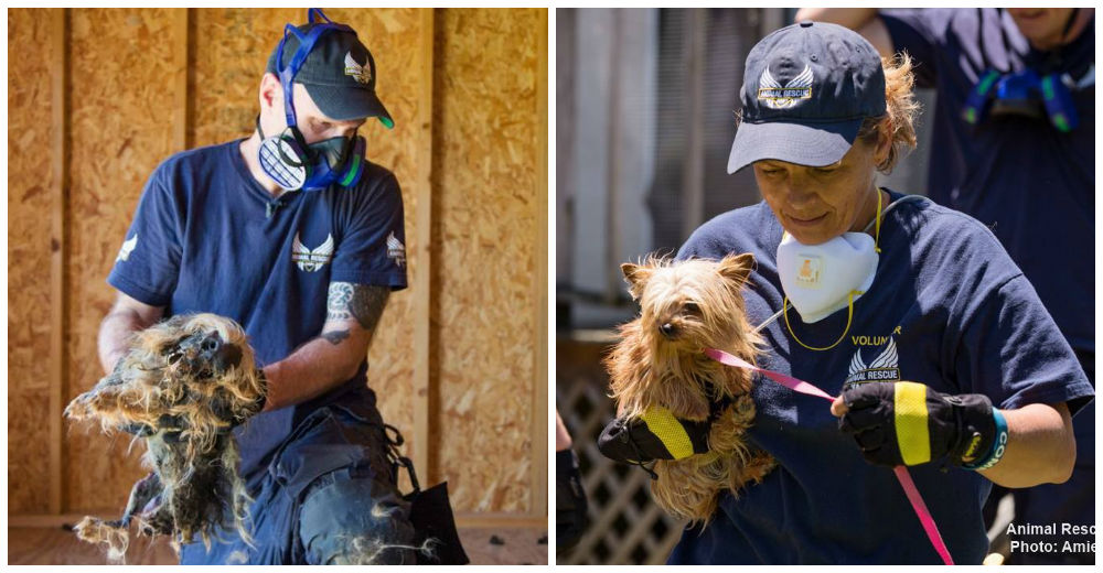 Rescatan a 48 perritos cautivos en un criadero deplorable… Vivían en un infierno