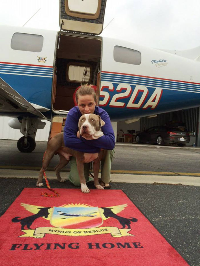 pilotos-voluntarios-salvan-perros-15