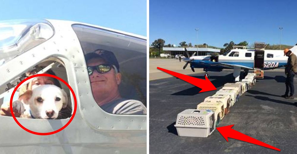 A muchos perros les espera lo peor, y estos pilotos voluntarios cambian su destino A muchos perros les espera lo peor, y estos pilotos voluntarios cambian su destino