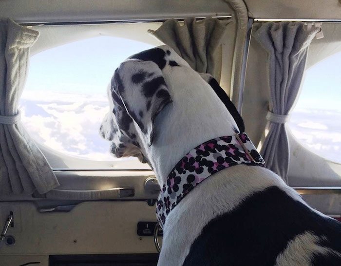 pilotos-voluntarios-salvan-perros-6