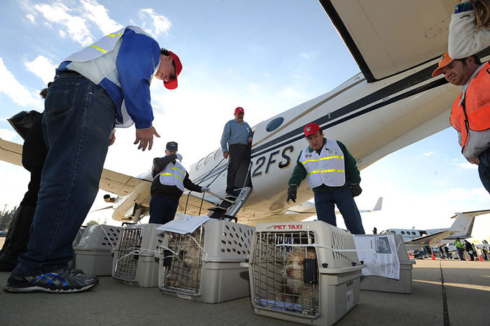 pilotos-voluntarios-salvan-perros-9