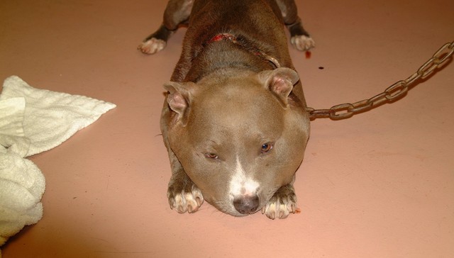 pit-bull-cadena1