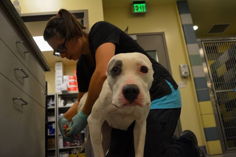 pit-bulls-rescatados-california-5