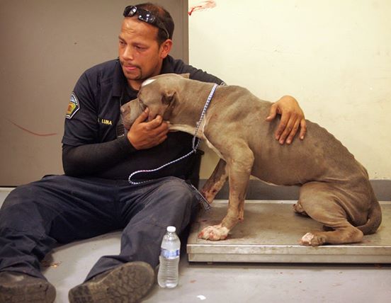 pit-bulls-rescatados-california-7