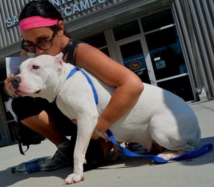 pit-bulls-rescatados-california-9