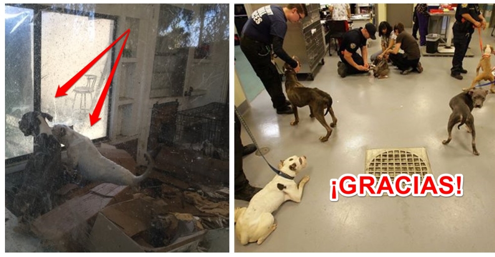 Llegan justo a tiempo para salvar a más de 40 perros pitbull de una terrible pesadilla Llegan justo a tiempo para salvar a más de 40 perros pitbull de una terrible pesadilla
