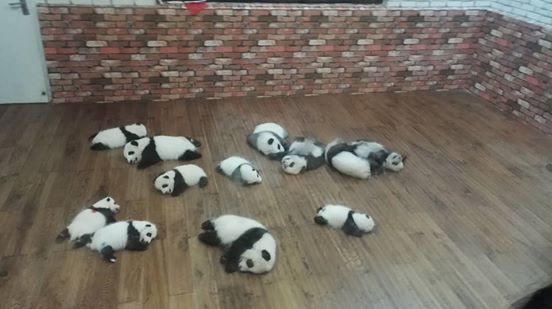 tiernos-pandas-2