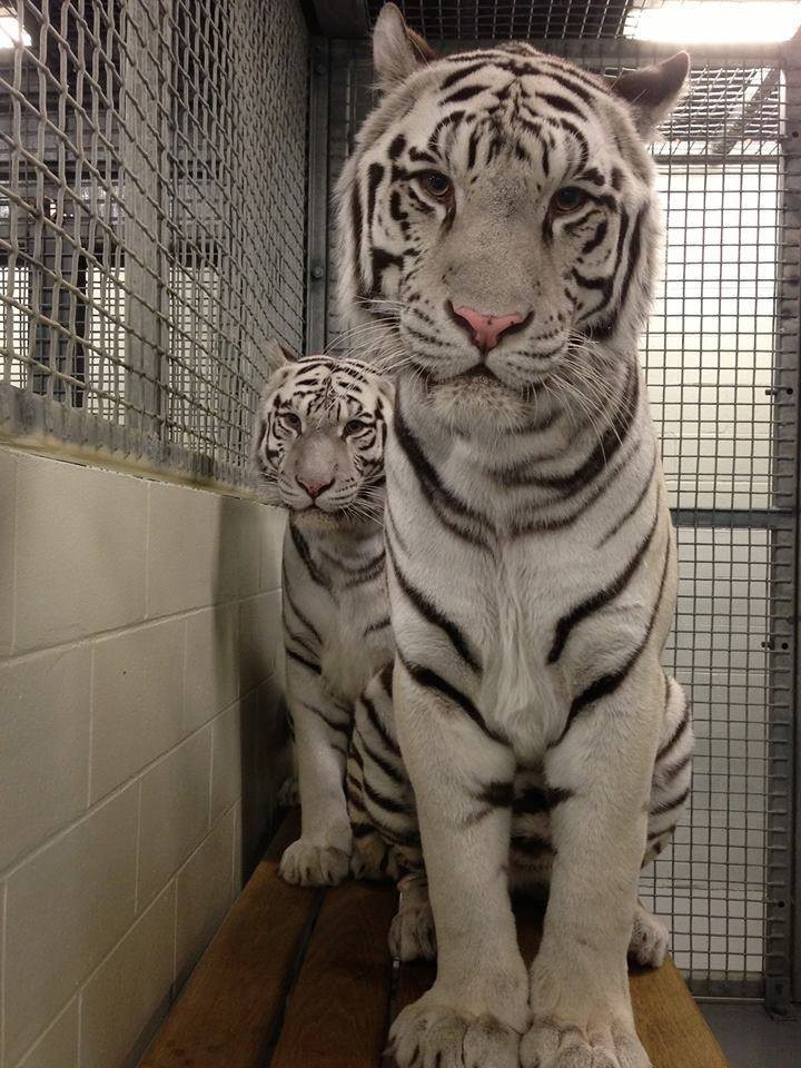 tigres-acuario-houston-6