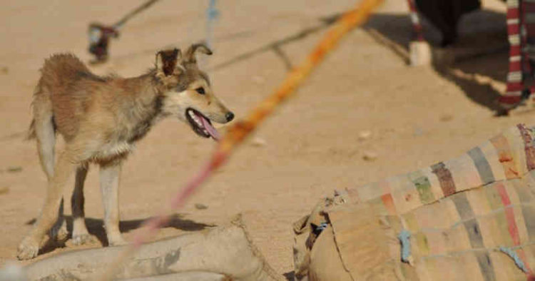 600-perros-bomba-usados-por-isis3